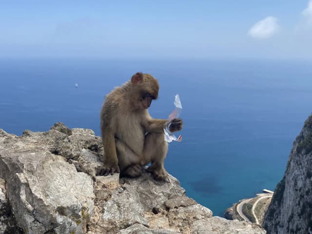 Niezapomniane atrakcje w Gibraltarze, które musisz zobaczyć Niezapomniane atrakcje w Gibraltarze, które musisz zobaczyć